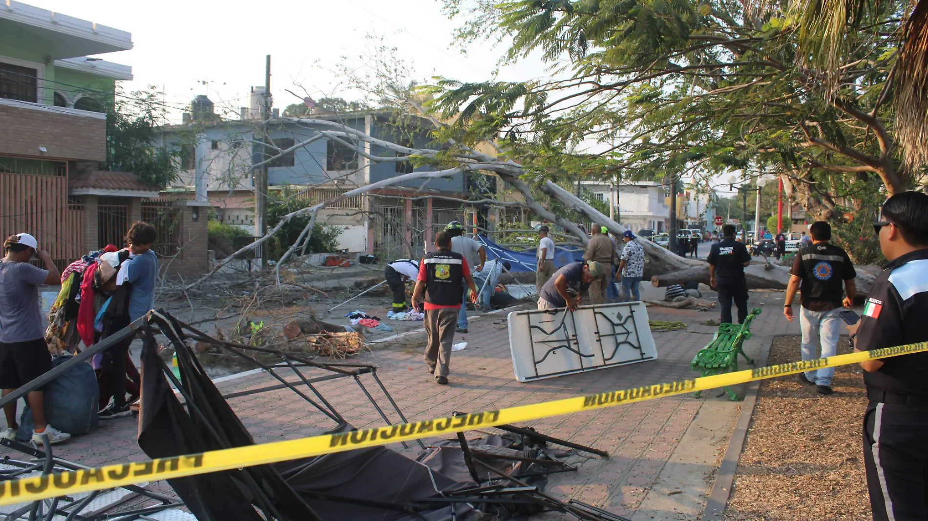 Árbol se desploma a un costado de la Plaza del Golfo en Tampico Mario Cruces (2)